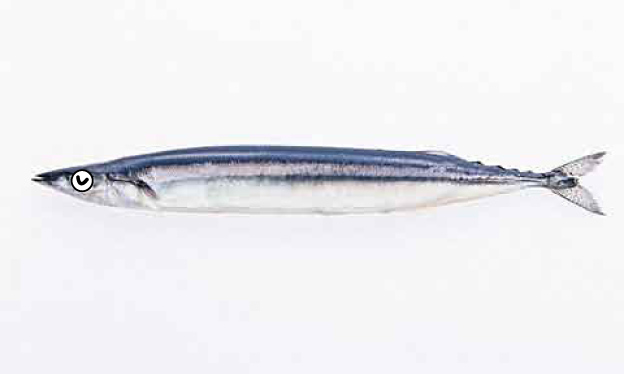 sanma.jpg